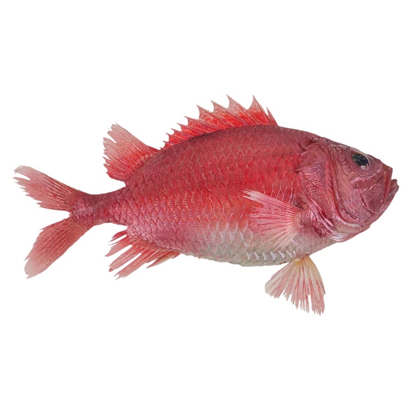 �ձ����[�~��(bi��o)��